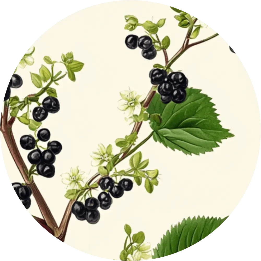 Bylinkový čaj - Ríbezľa čierna