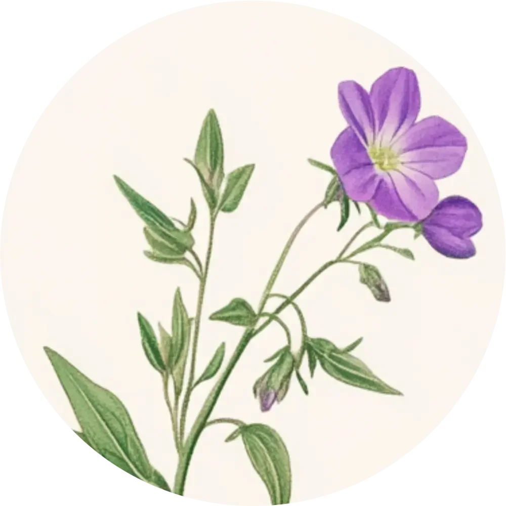 Bylinkový čaj - Vŕbovka malokvetá