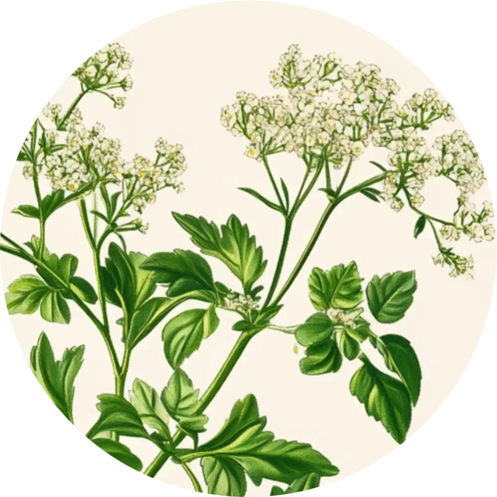 Bylinkový čaj - Puškvorec obyčajný