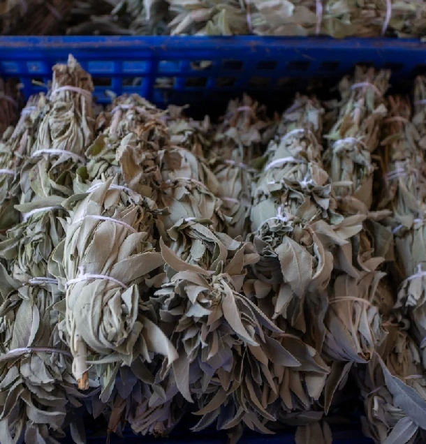 Biela Šalvia vydymovacie zväzky