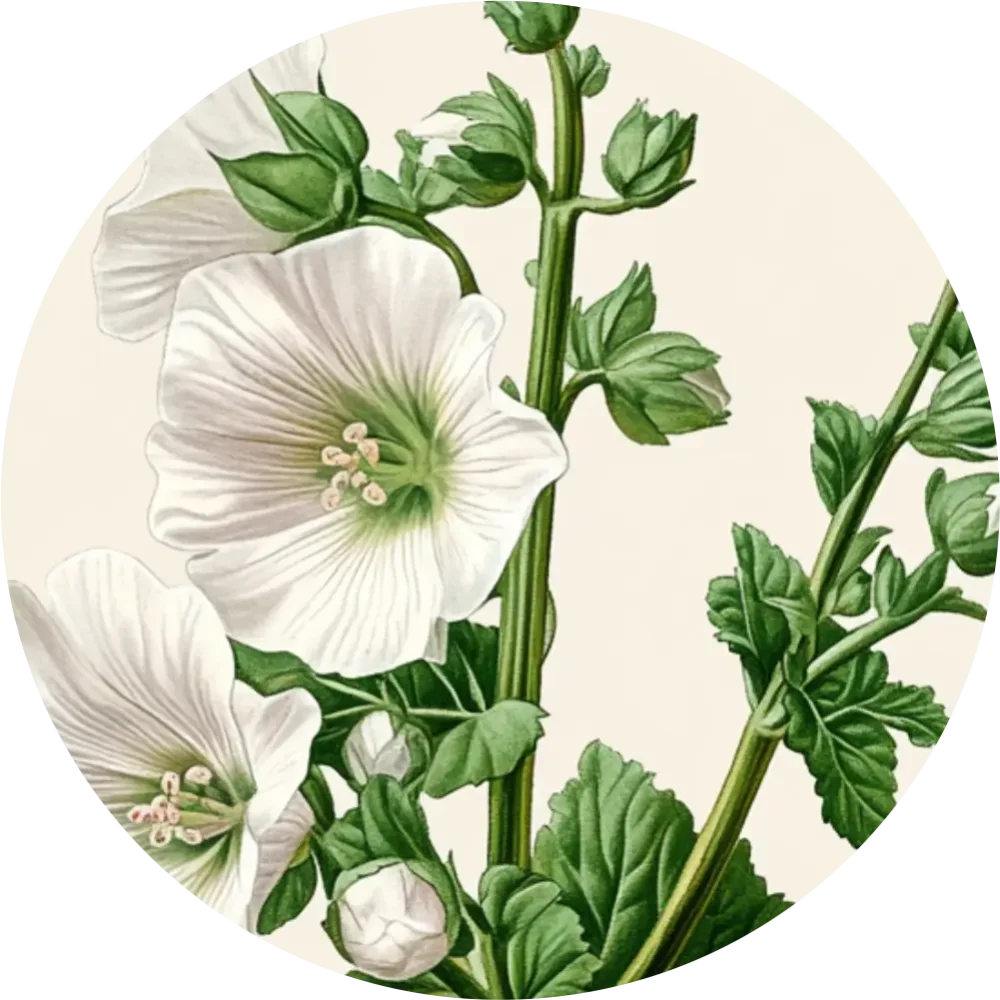 Bylinkový čaj - Ibiš lekársky