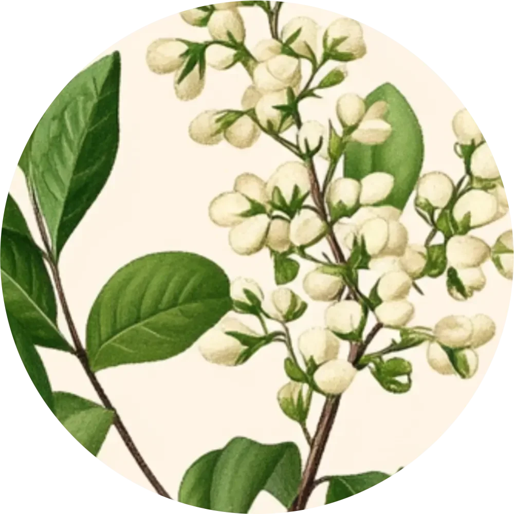 Bylinkový čaj - Sladovka hladkoplodá