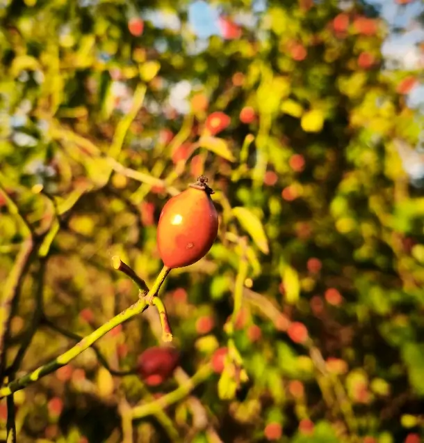 Bylinkový čaj zo šípok