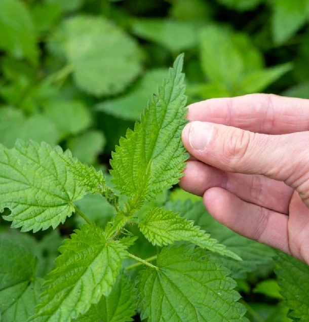 Čaj zo žihľavy, účinky