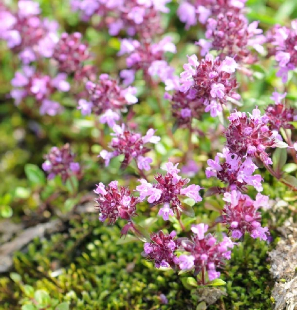 Materina dúška použitie