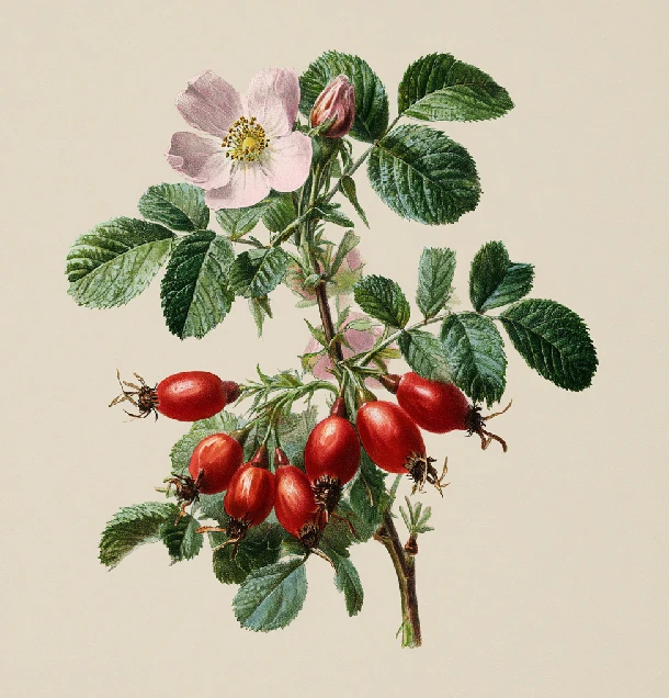 Bylinkový čaj - Ruža šípová