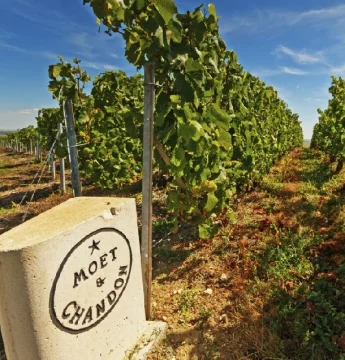 Moët ako značka luxusu: Odkiaľ pochádza šampanské Moët a prečo sú ich poháre také vzácne?