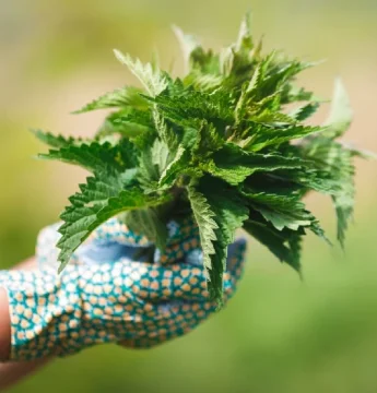 Žihľavový čaj: Aké má účinky a načo sa najčastejšie používa?