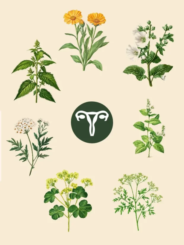 Maternica - harmonizujúca bylinná zmes, 70 porcií