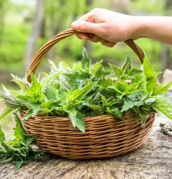 Žihľavový čaj - tradičný liek na detoxikáciu, energiu a zdravie