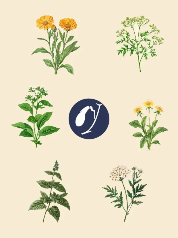 Žlčník - harmonizujúca bylinná zmes, 70 porcií