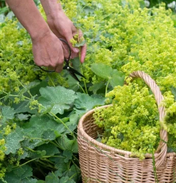 Alchemilkový čaj: Pomôže na cysty, maternicu aj klimaktérium