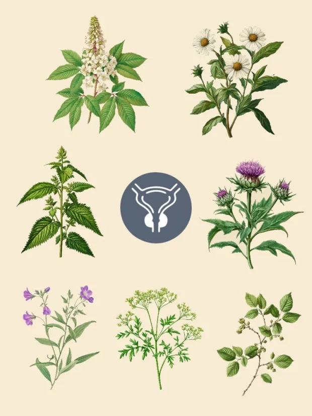 Prostata - harmonizujúca bylinná zmes, 70 porcií