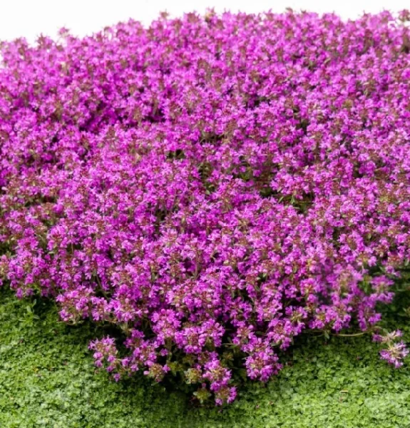 Materina dúška – účinky, použitie a liečivé vlastnosti