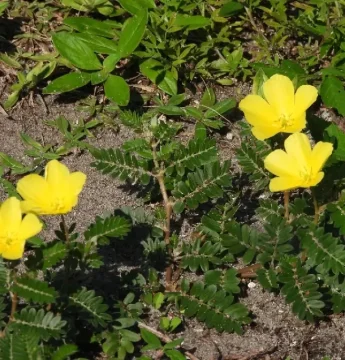 Kotvičníkový čaj podporí vitalitu aj hormonálnu rovnováhu. Aké má ďalšie účinky?