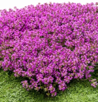 Materina dúška – účinky, použitie a liečivé vlastnosti