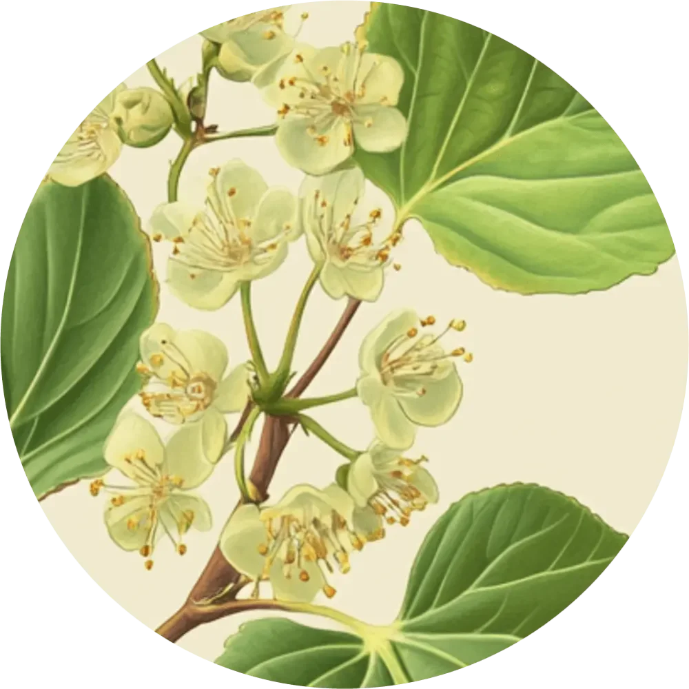 Bylinkový čaj - Lipa malolistá