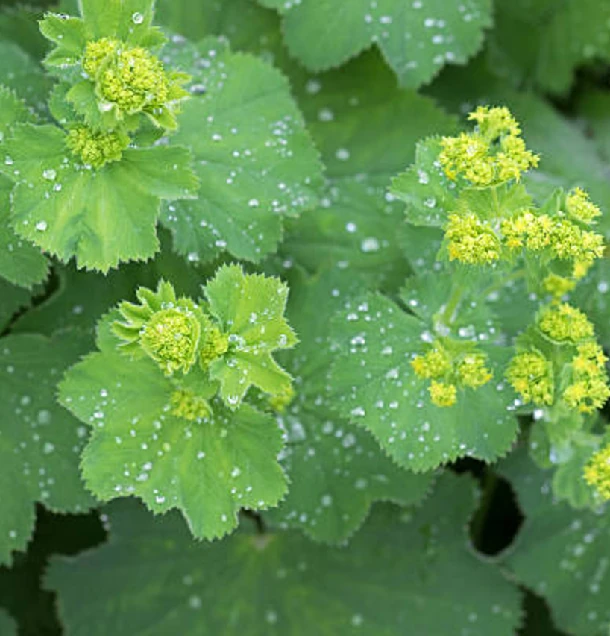 Alchemilla vulgaris