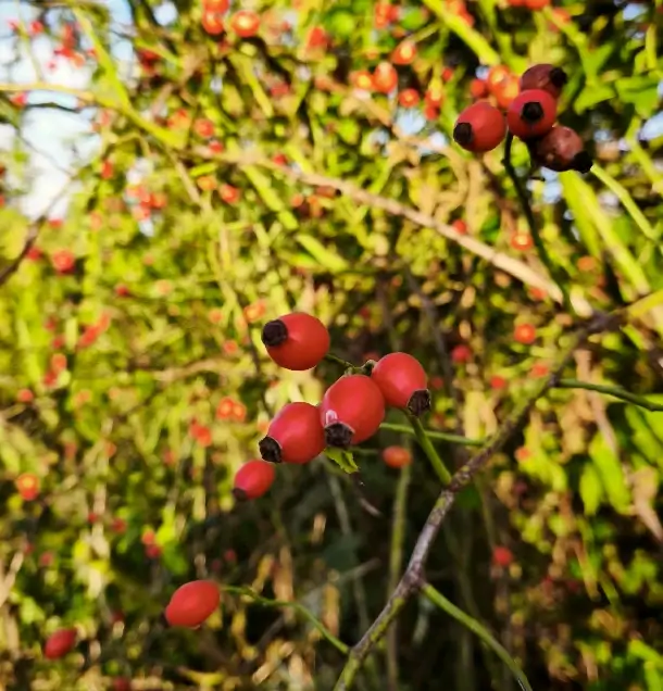 Zber šípok je už za nami: Aké účinky má šípkový čaj a čo sa ešte aktuálne zbiera?
