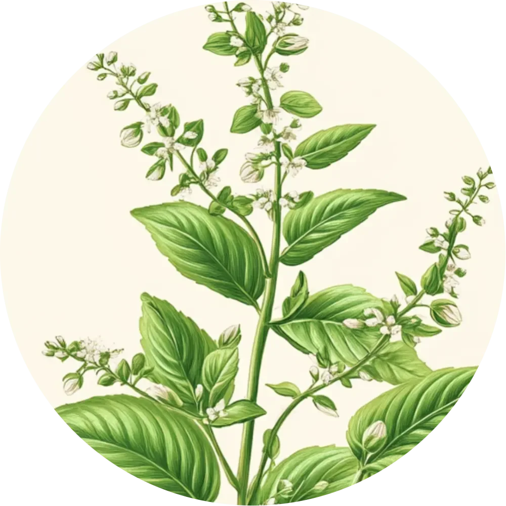 Bylinkový čaj - Pýr plazivý