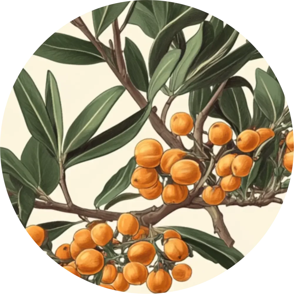 Bylinkový čaj - Rakytník rešetliakový