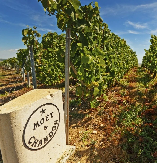 Moët ako značka luxusu: Odkiaľ pochádza šampanské Moët a prečo sú ich poháre také vzácne?