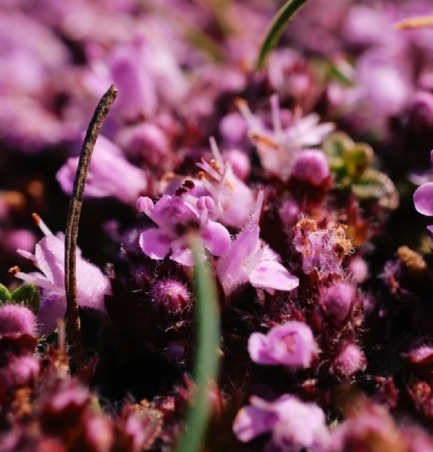 Materina dúška popis