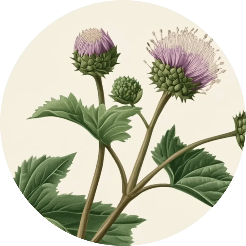 Bylinkový čaj - Lopúch väčší