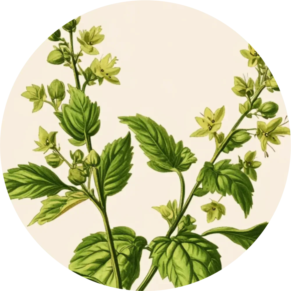 Bylinkový čaj - Repík lekársky