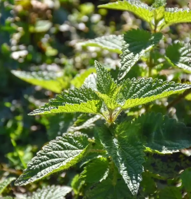 Čaj z čerstvej žihľavy