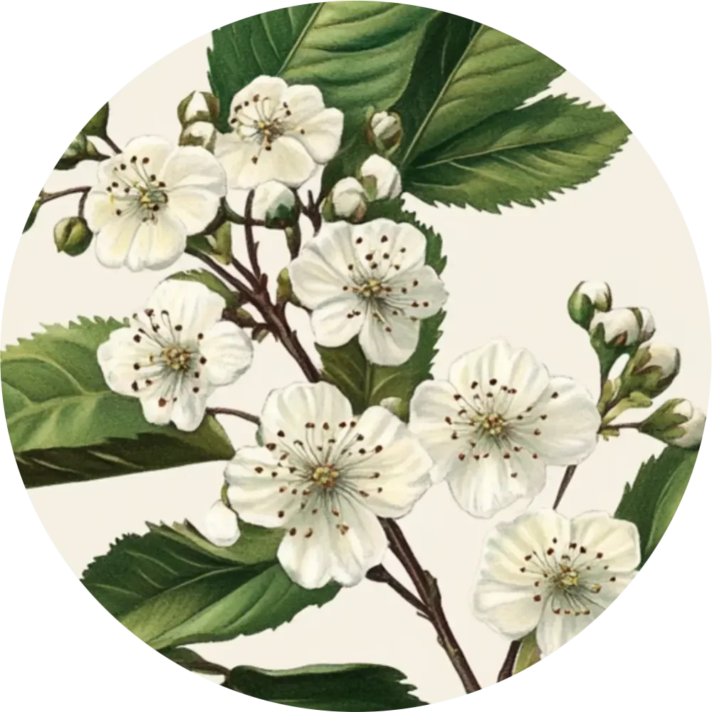 Bylinkový čaj - Hloh obyčajný