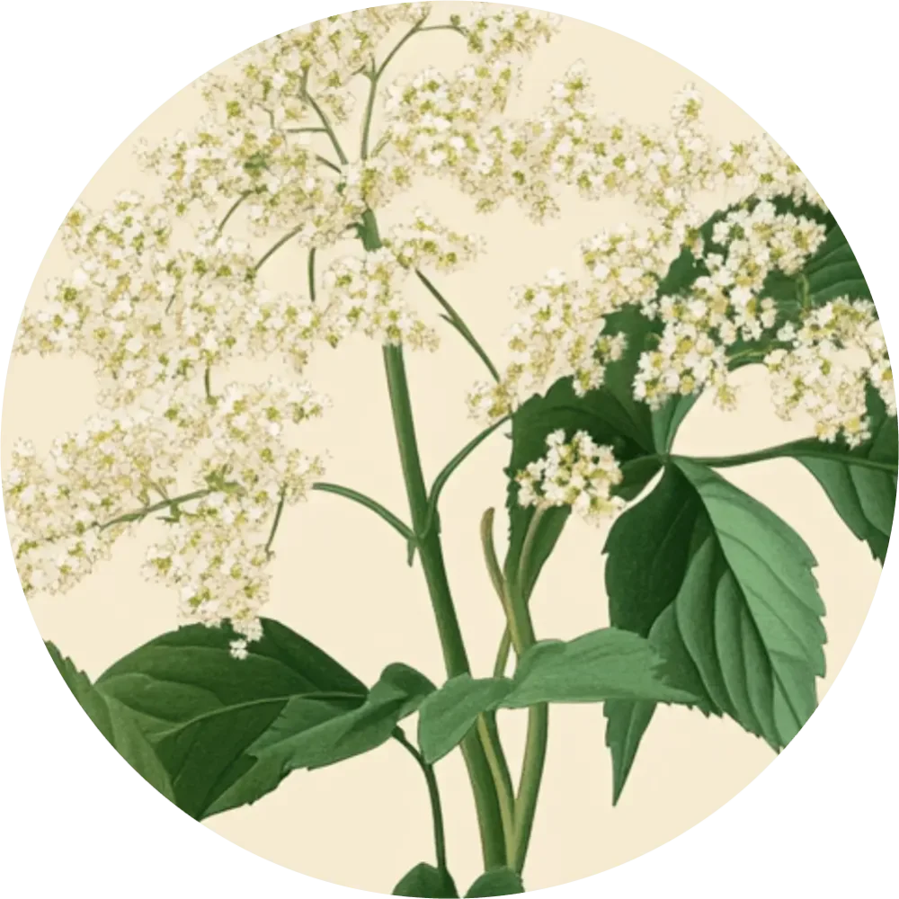 Bylinkový čaj - Túžobník brestový