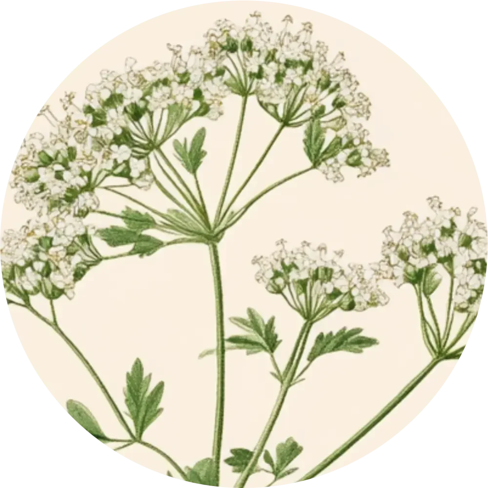 Bylinkový čaj - Bedrovník anízový