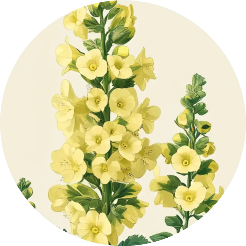 Bylinkový čaj - Divozel veľkokvetý