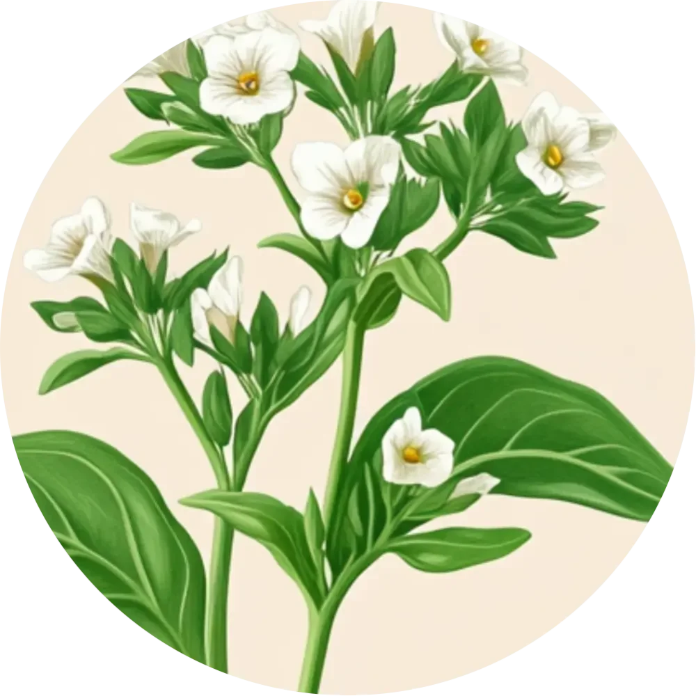 Bylinkový čaj - Zemežlč lekárska