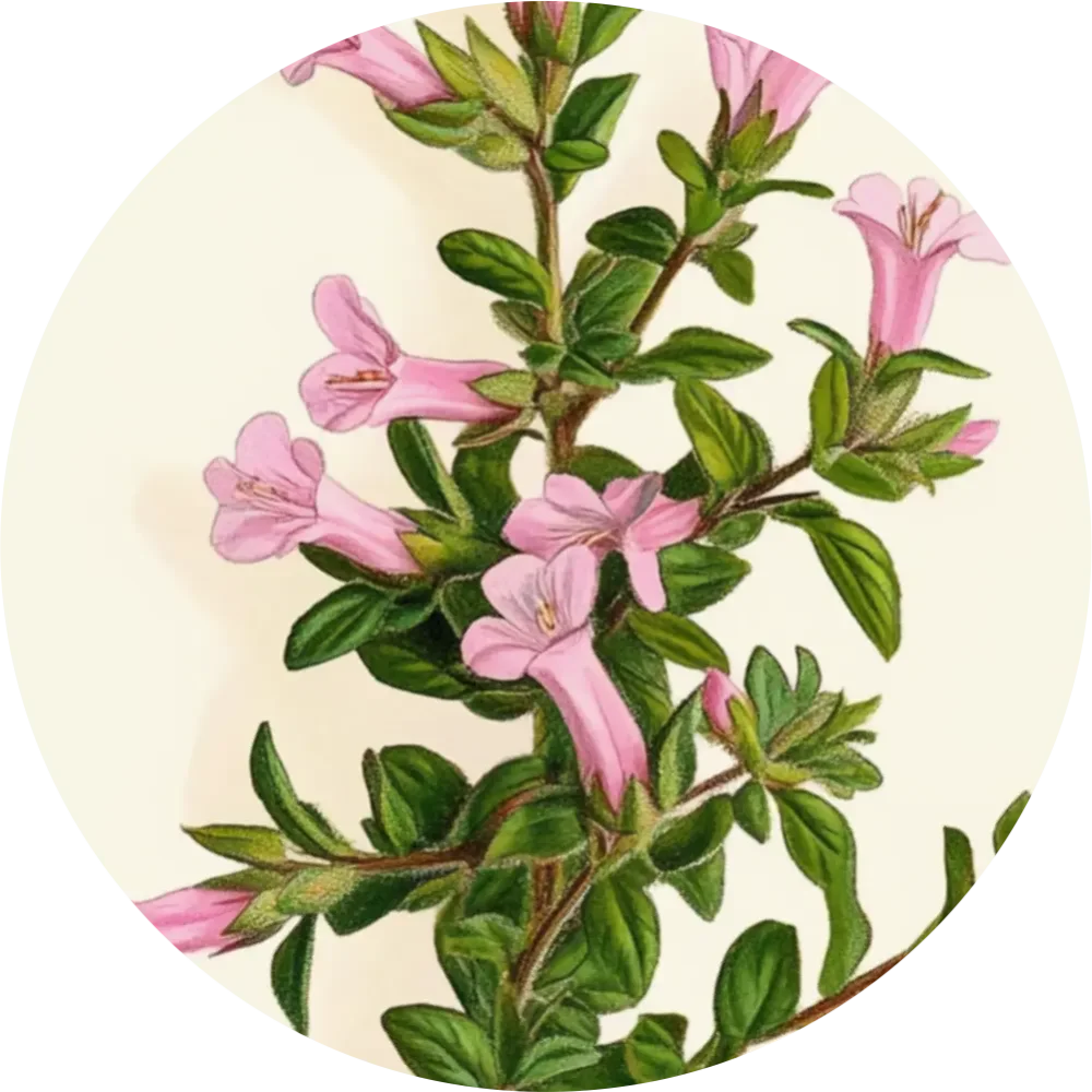 Bylinkový čaj - Ihlica tŕnistá