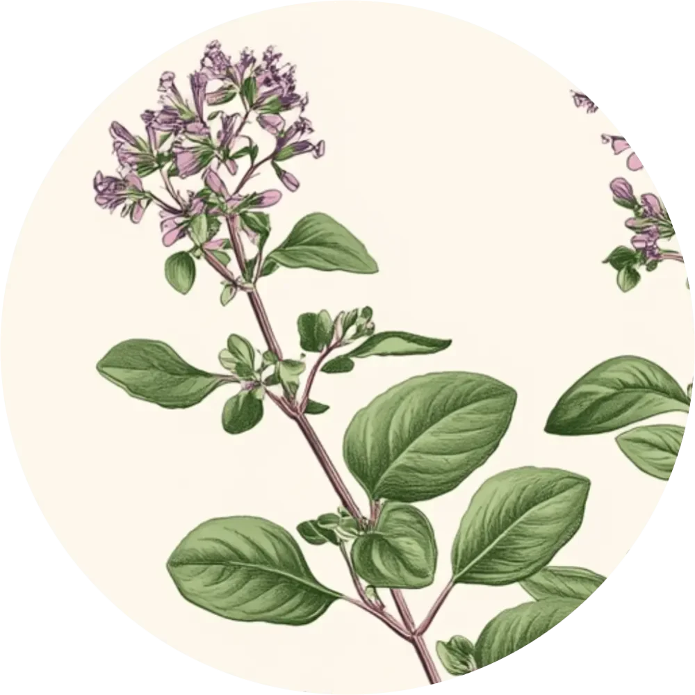 Bylinkový čaj - Pamajorán obyčajný