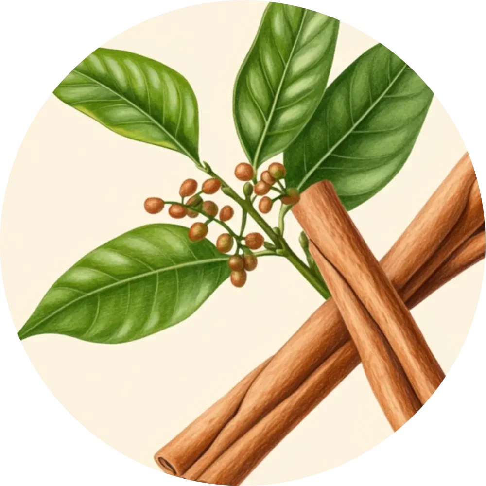 Škorica ceylónska
