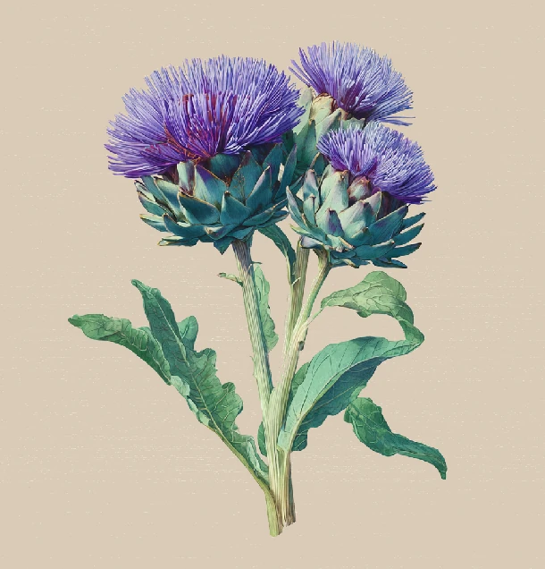 Bylinkový čaj Artičoka