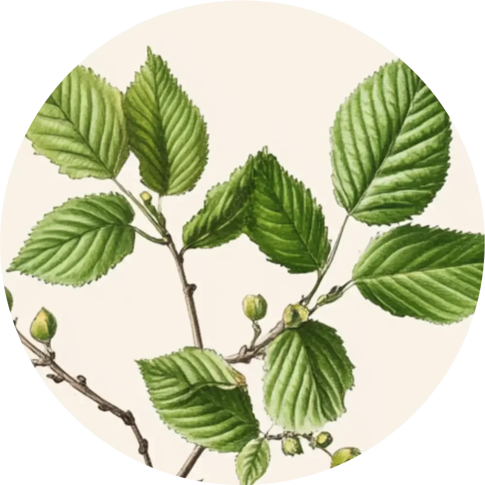 Bylinkový čaj - Breza previsnutá