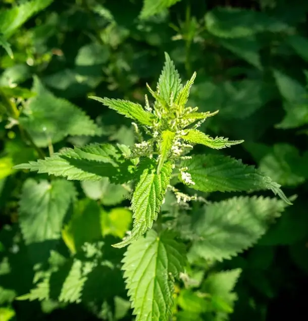 Bylinka pŕhľava žihlava