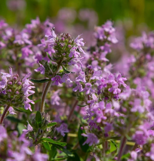 Materina dúška vlastnosti
