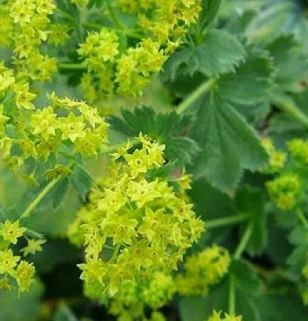 Alchemilka obyčajná