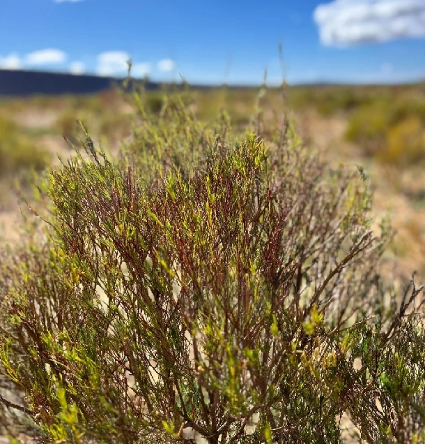 Rooibos