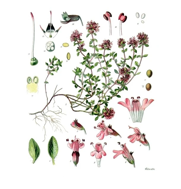 Materina dúška wiki