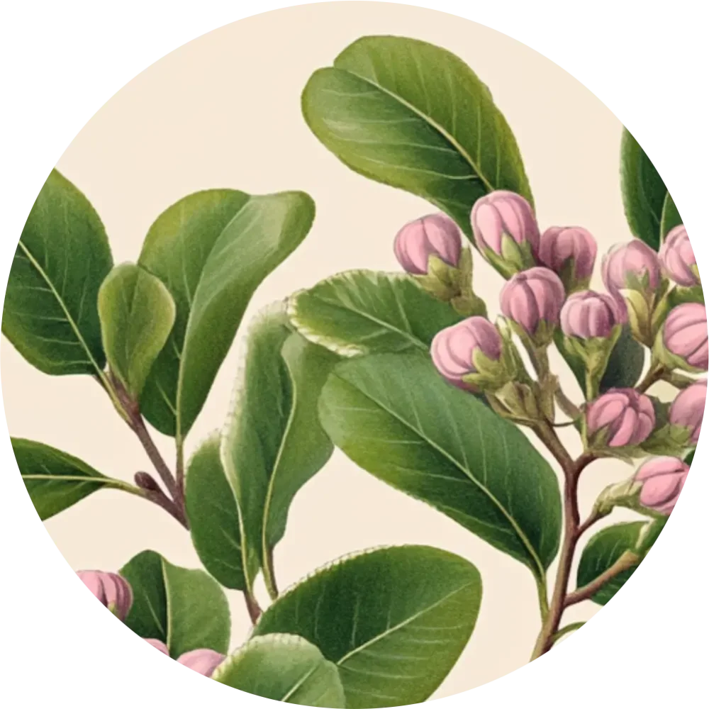 Bylinkový čaj - Medvedica lekárska